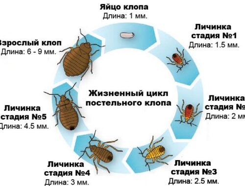 Особенности обработки от клопов в СПб