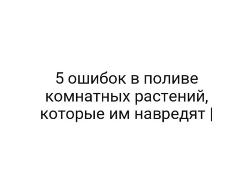 5 ошибок в поливе комнатных растений, которые им навредят |