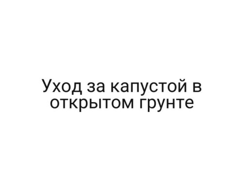 Уход за капустой в открытом грунте