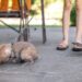 Как отучить чихуахуа лаять на громкие звуки на улице